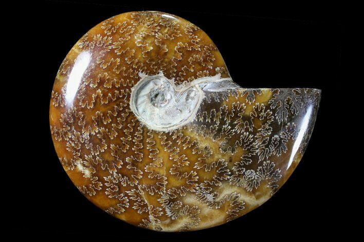 Polished, Agatized Ammonite (Cleoniceras) - Madagascar #88223